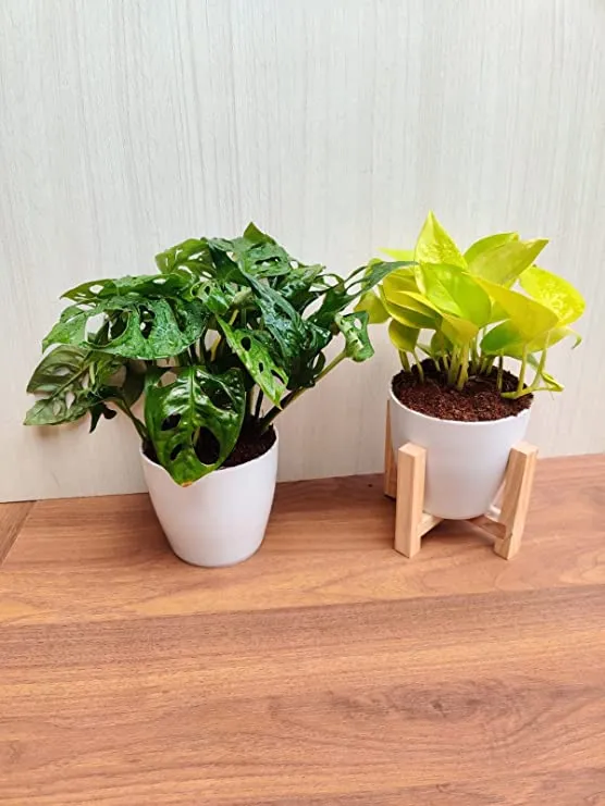 Air-Purifying Duo: Monstera adansonii (Broken Heart Plant) & Golden Money Plant Combo