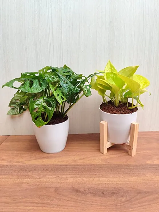 Air-Purifying Duo: Monstera adansonii (Broken Heart Plant) & Golden Money Plant Combo