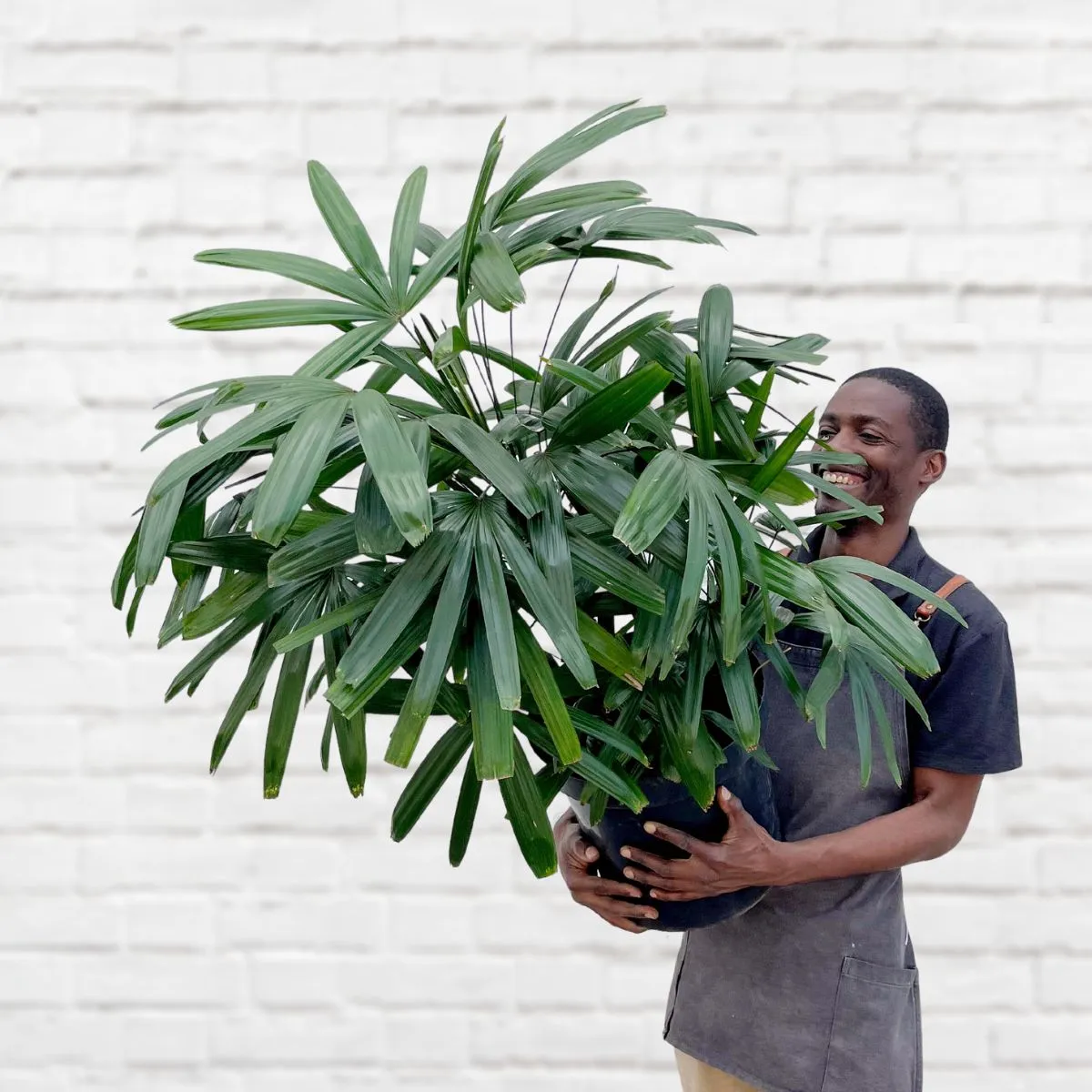 Broadleaf Lady Palm